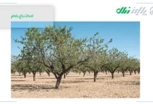 تصویر از احداث باغ بادام از بزرگترین تولید کننده نهال بادام در ایران با یک قرن تجربه